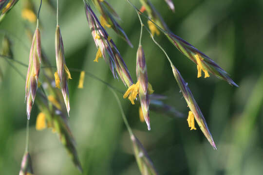 Imagem de Bromus inermis Leyss.