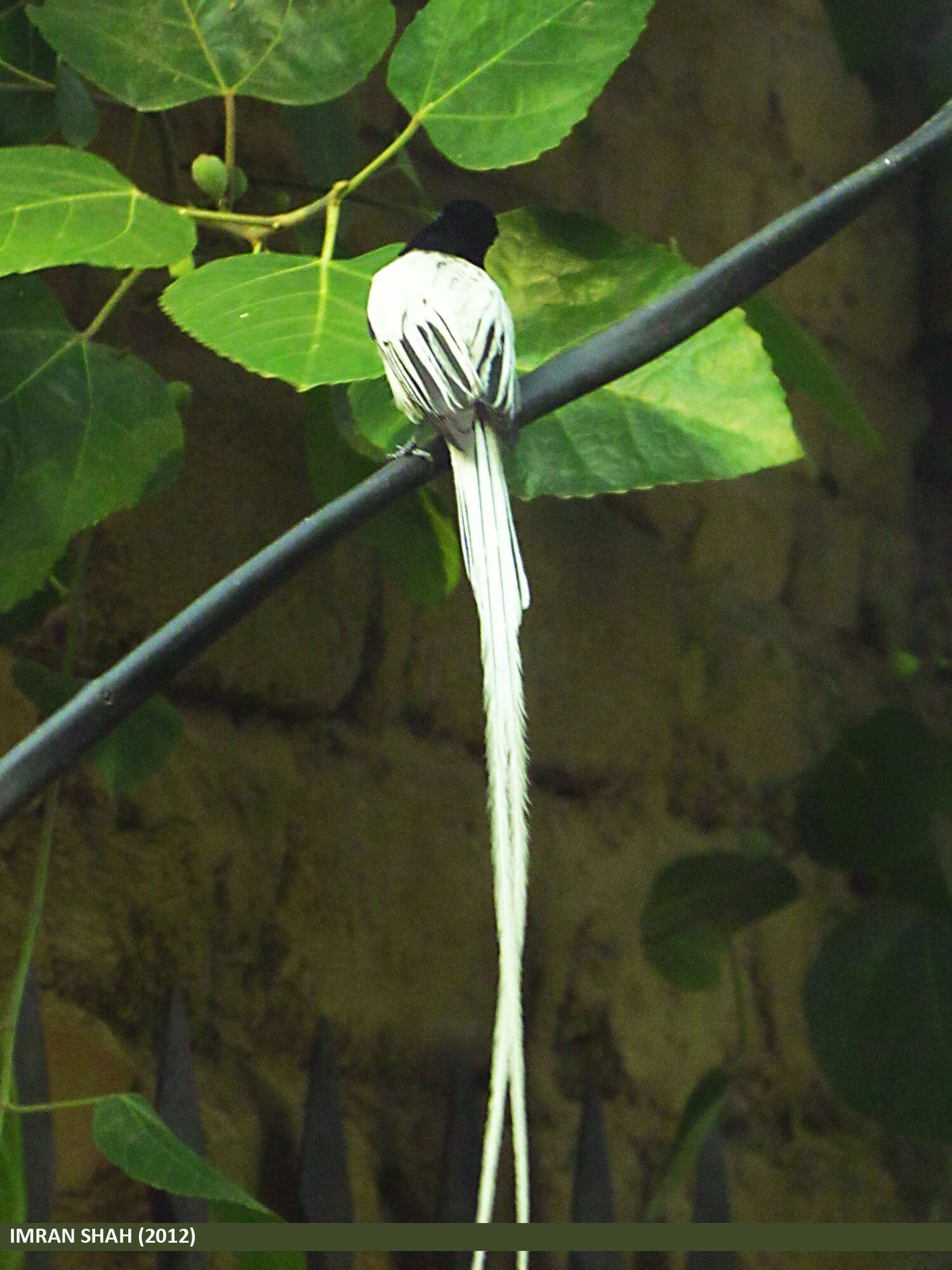 Image of Asian Paradise-Flycatcher