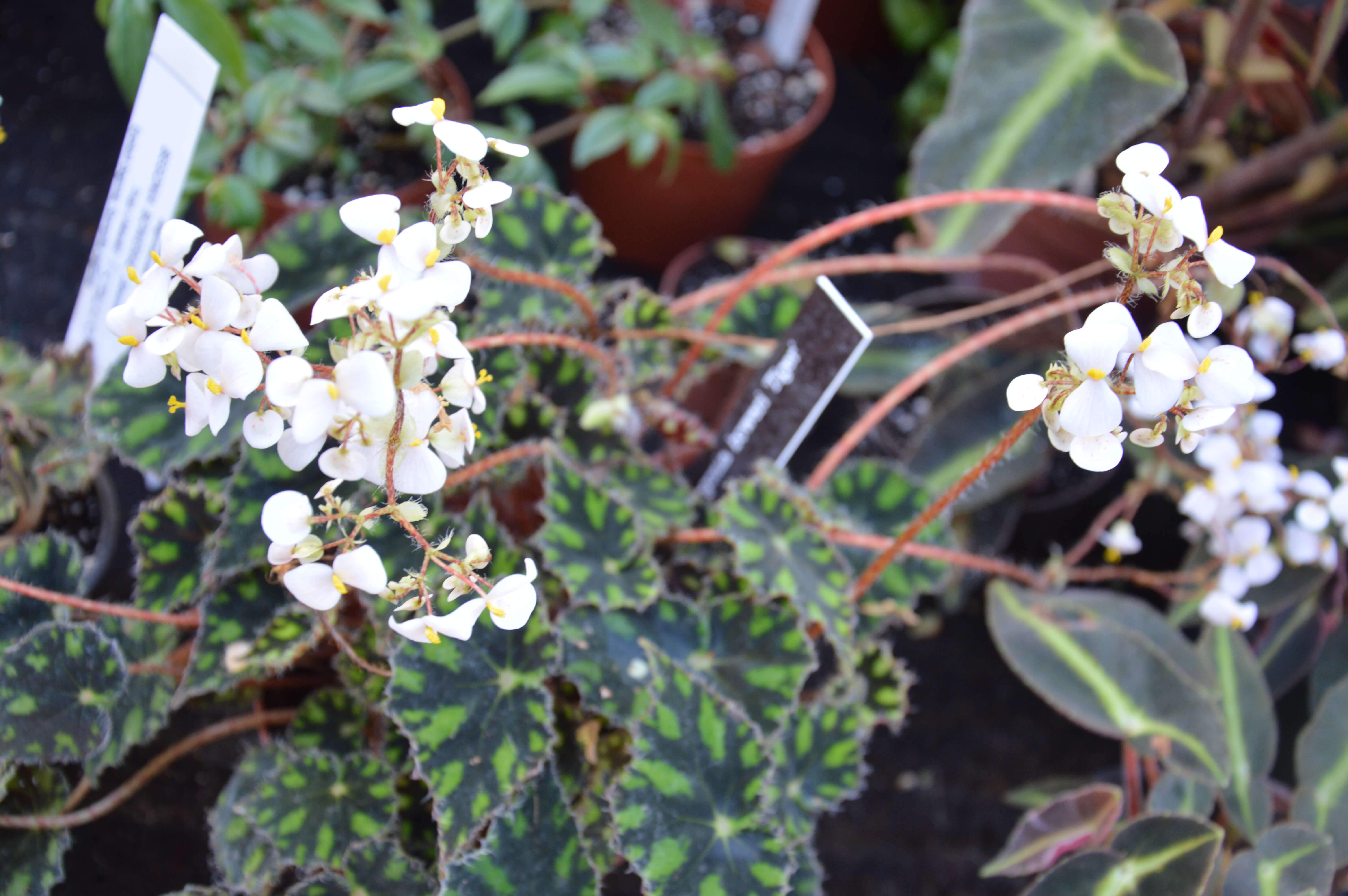 Image of Begonia bowerae Ziesenh.