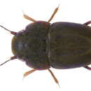 Image of Actinopteryx