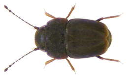 Image of Actinopteryx