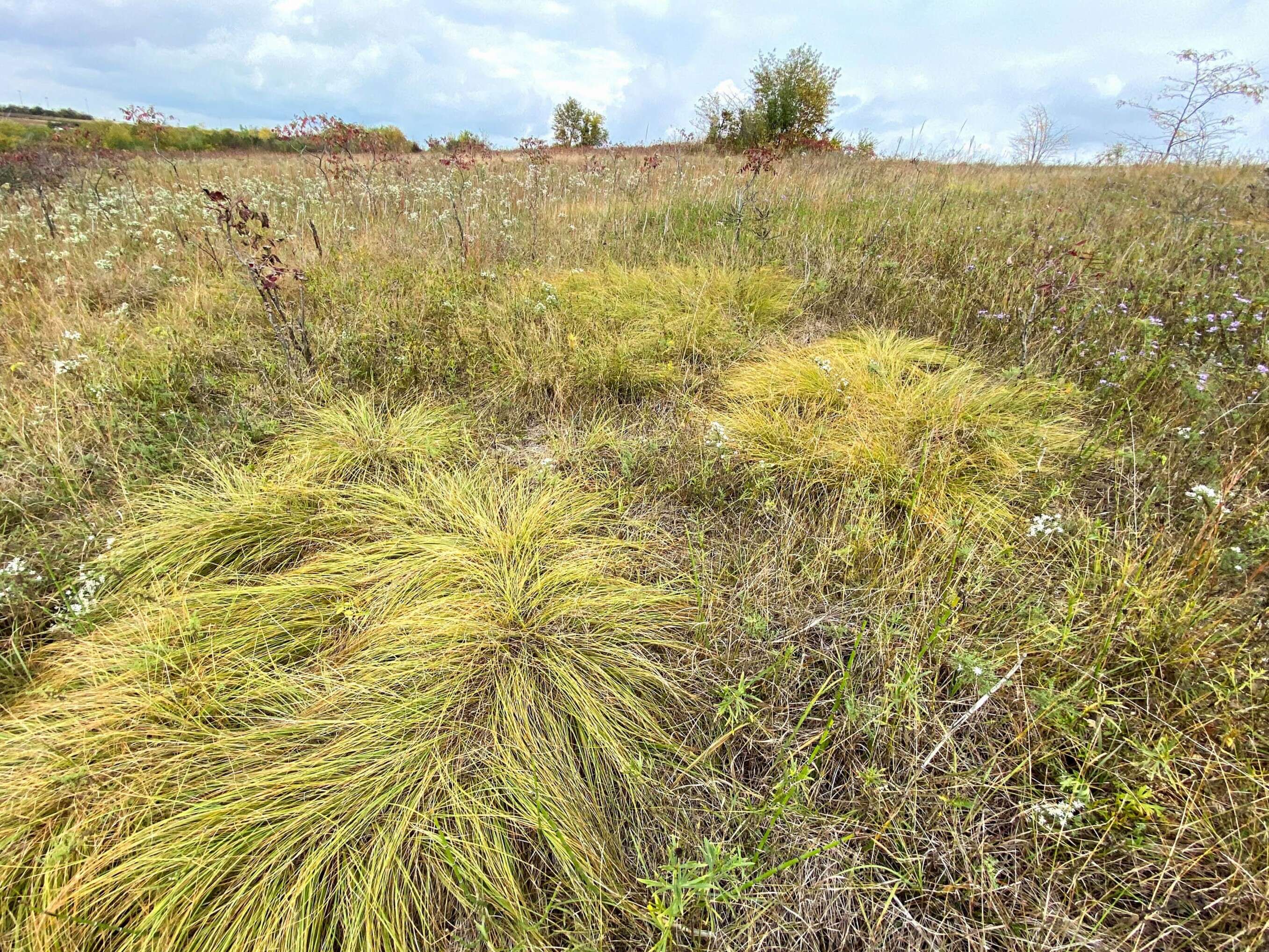 Image of prairie dropseed
