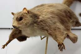 Image of Indian Giant Flying Squirrel