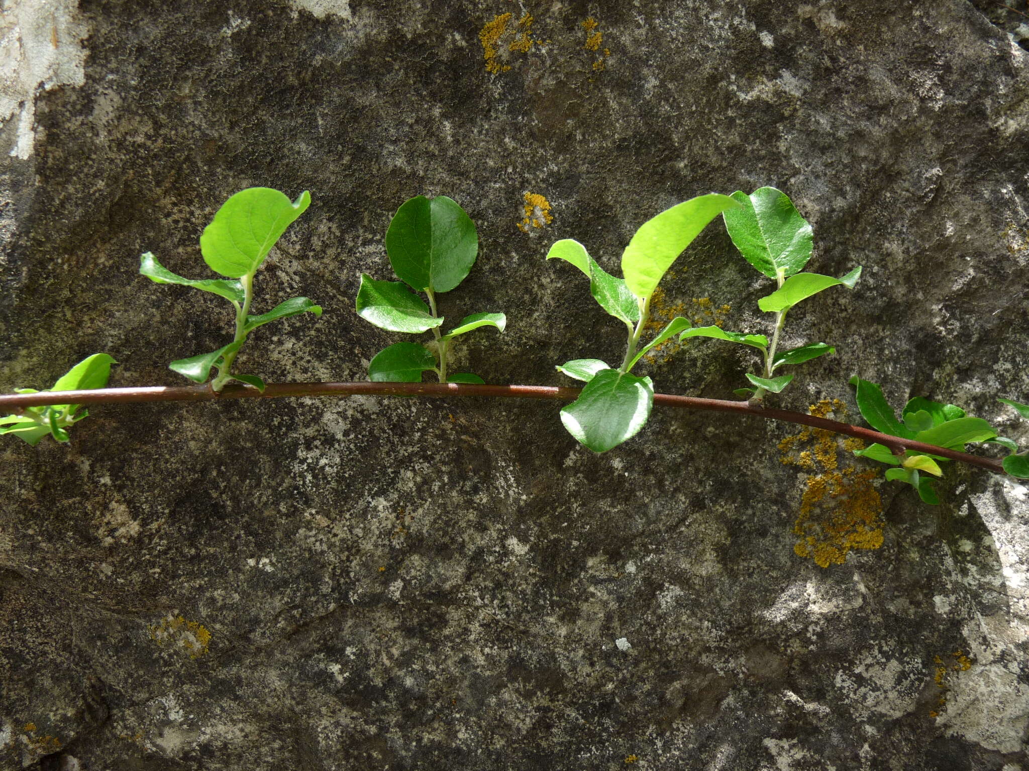 Image of Salix tarraconensis Pau