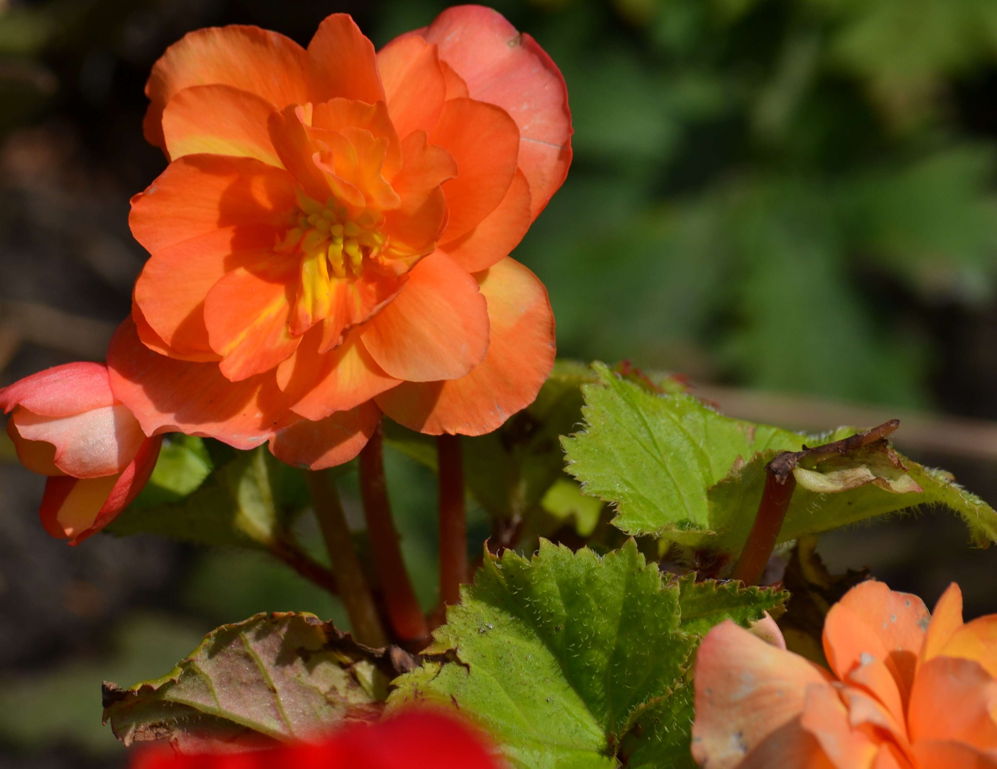 Image of Begonia tuberhybrida Voss