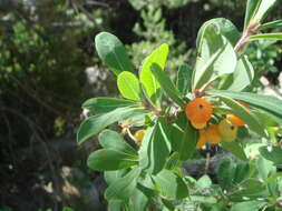 Image of Lonicera pyrenaica L.