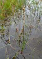 Image of Marsh Arrowgrass