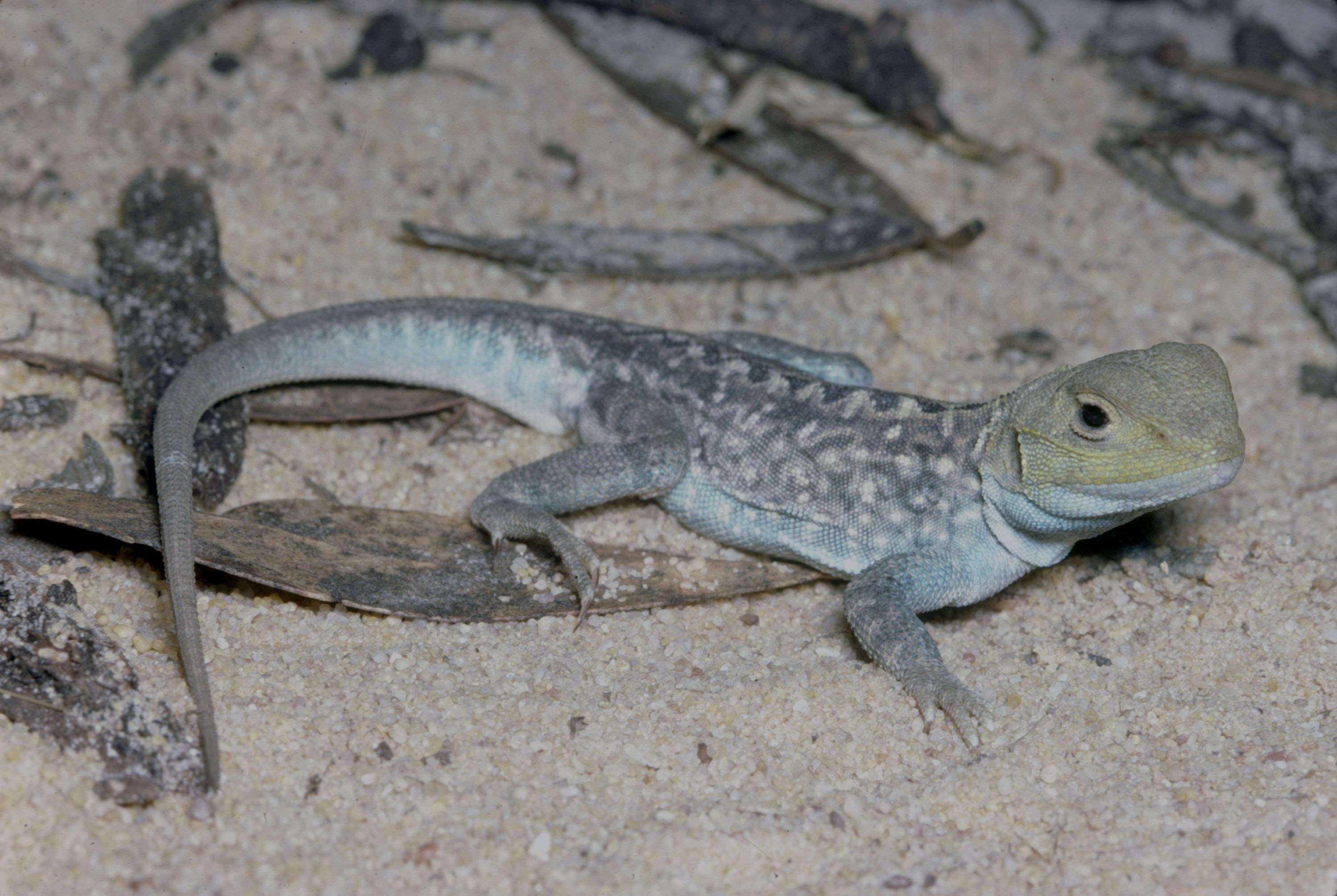 Ctenophorus pictus (Peters 1866) resmi