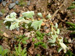 Image of Iberian white oak