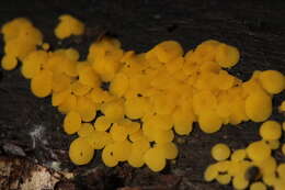 Image of Yellow fairy cup