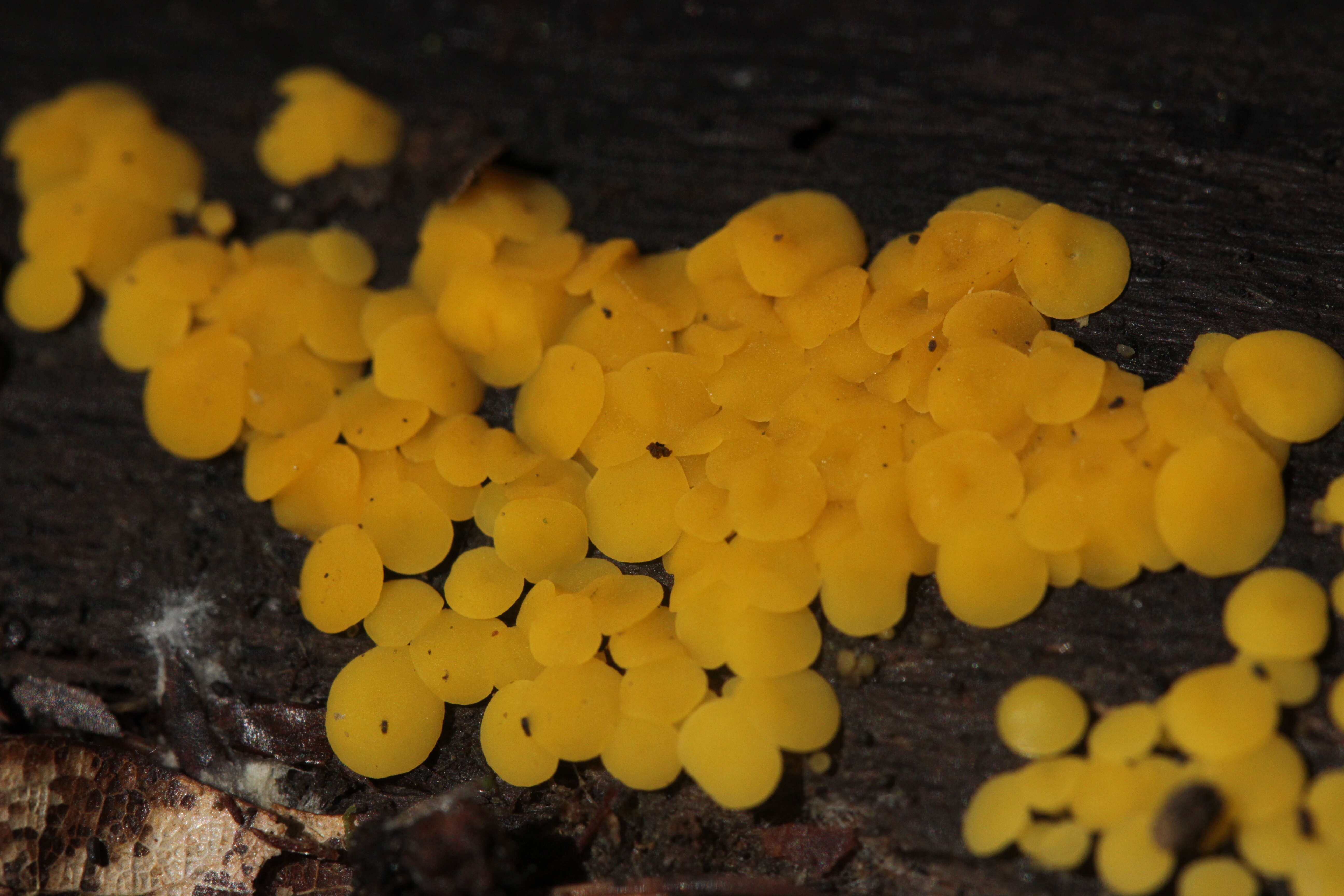 Image of Yellow fairy cup