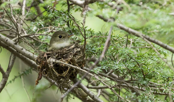 Image of Acadian Flycatcher