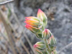 Image of Echeveria pulvinata Rose