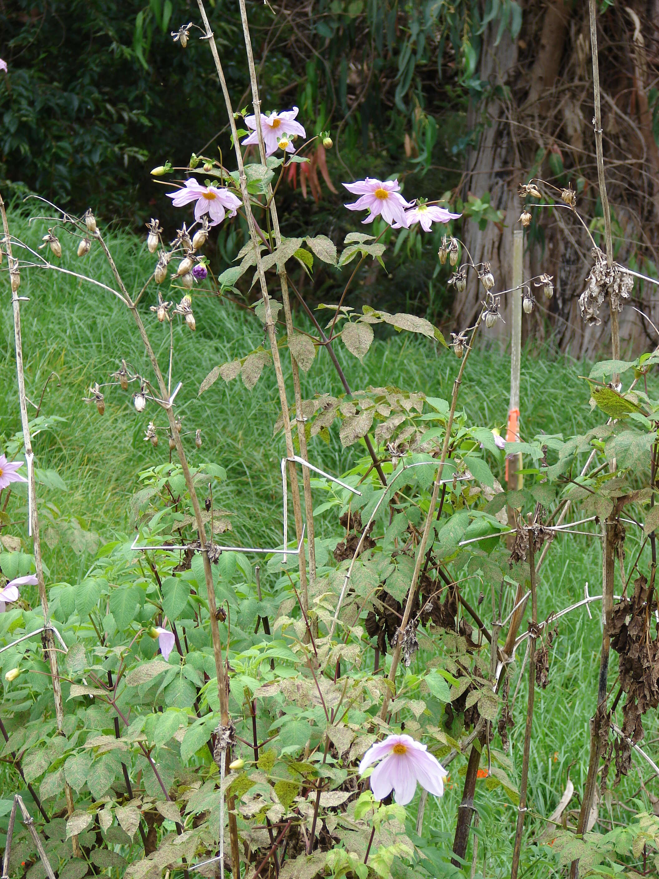 Image of Tree dahlia