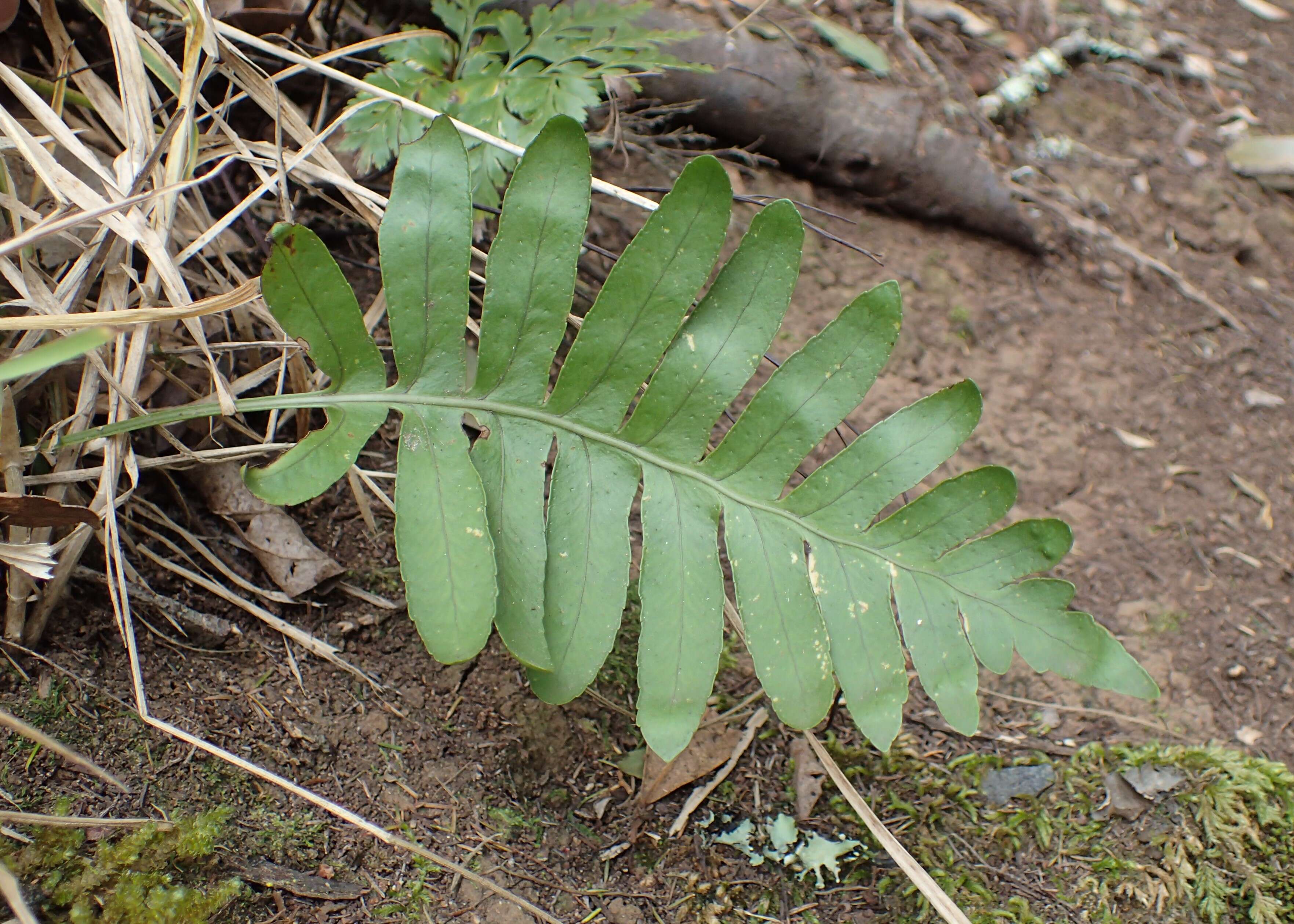 Image de Polypodium cambricum L.