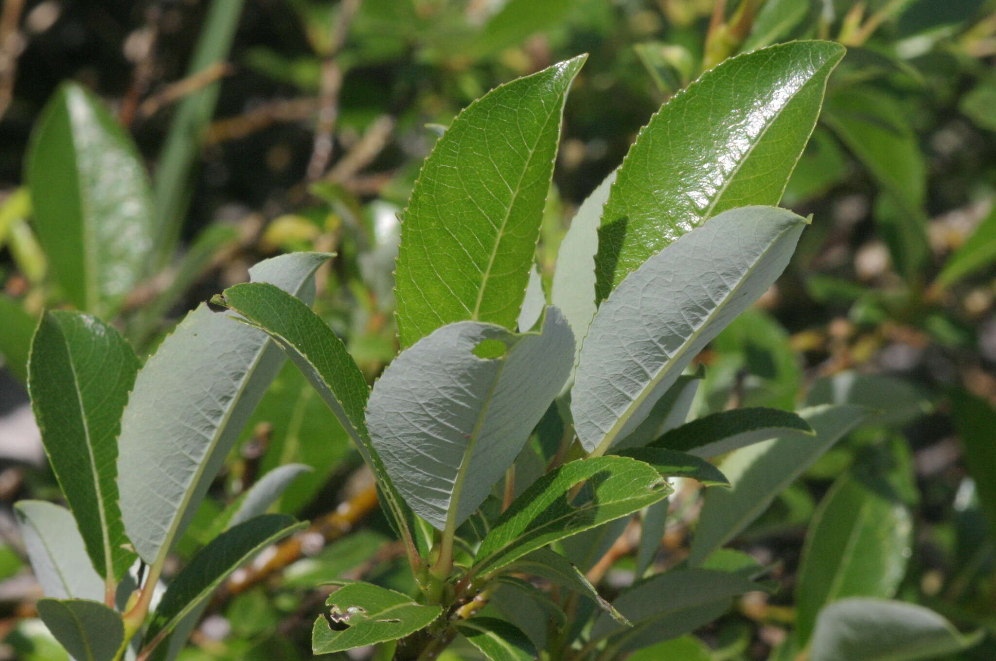 Image of Salix glabra Scop.