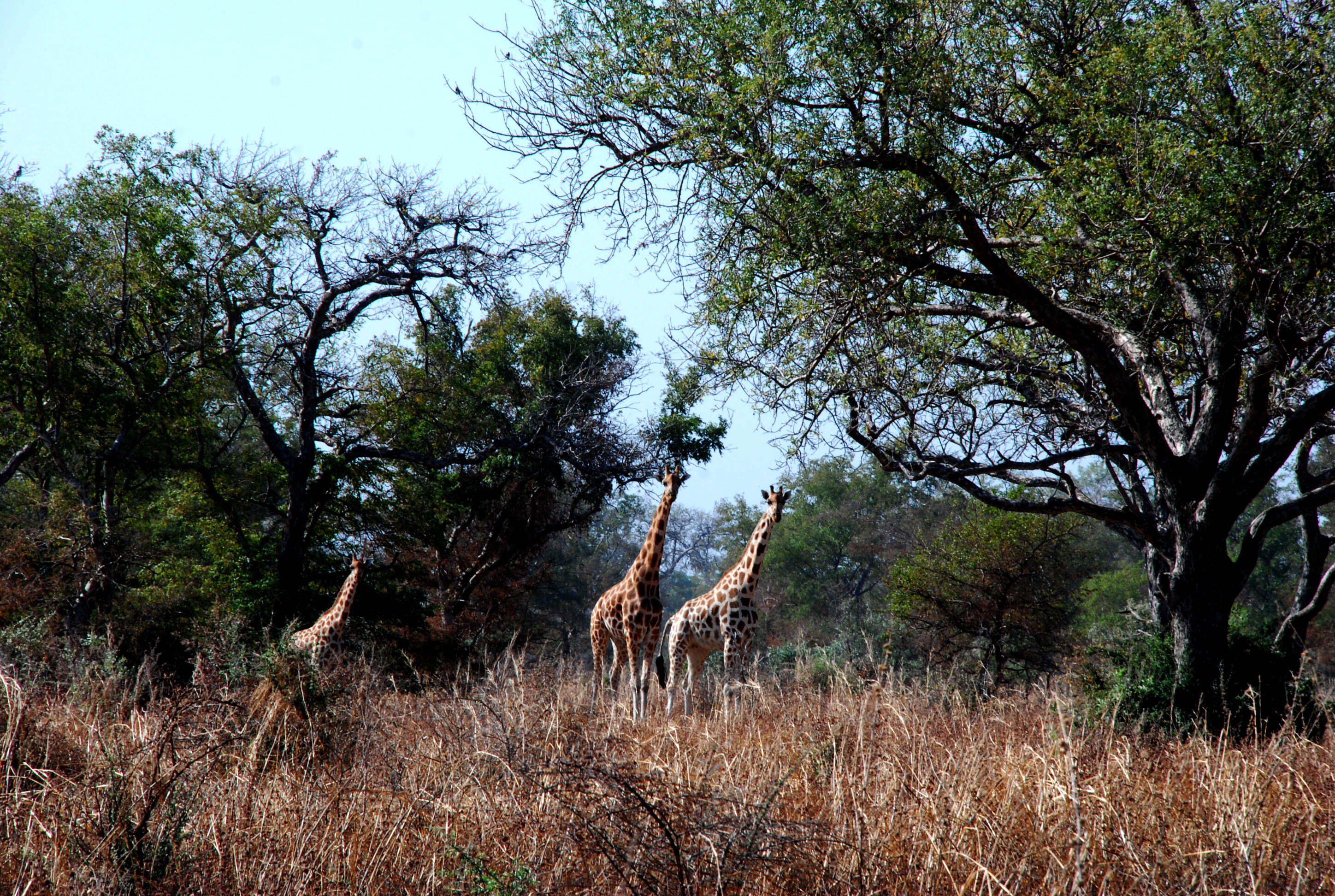 Image of Kordofan giraffe