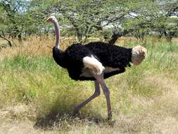 Image of ostriches