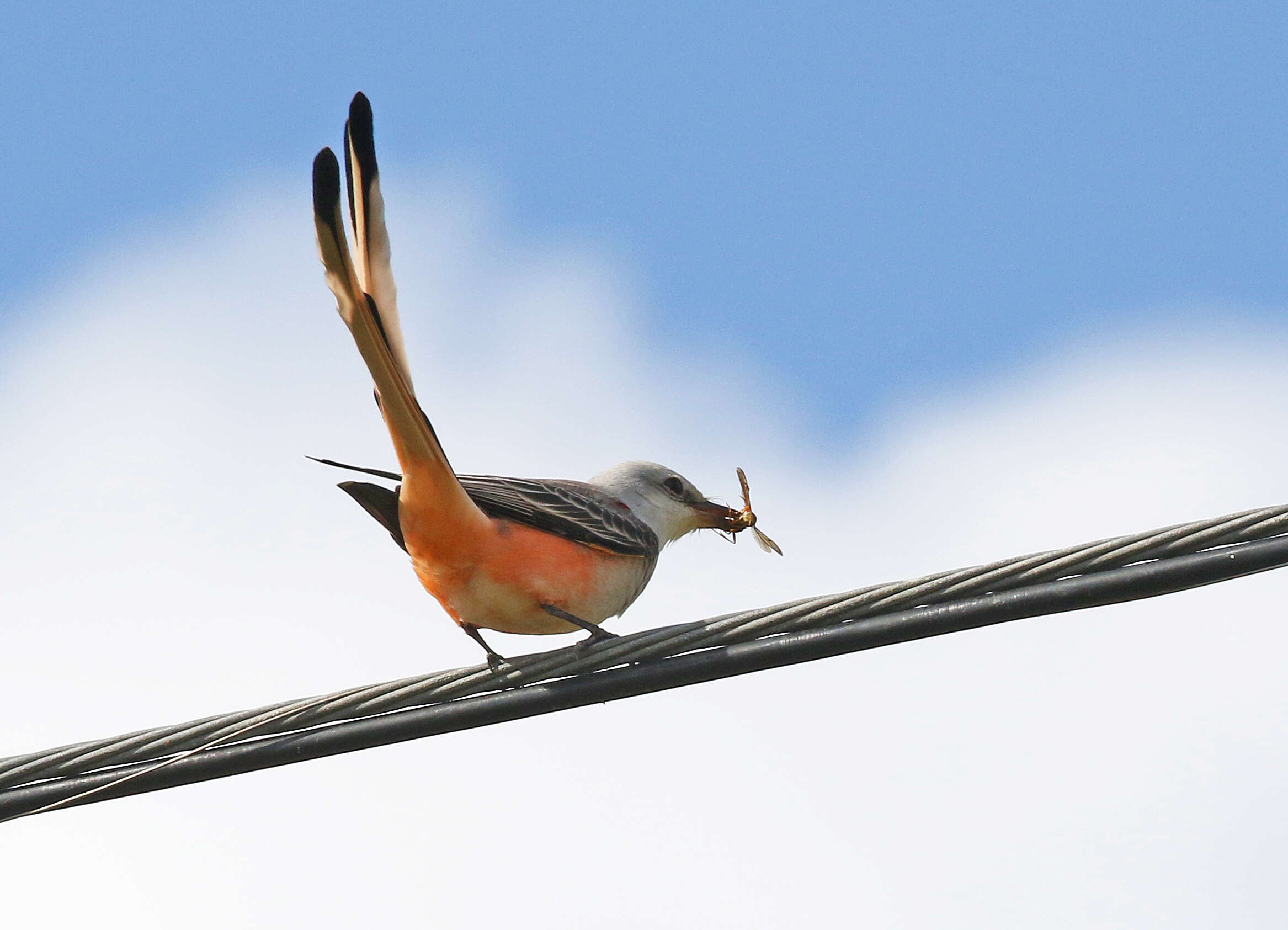 Image of Scissor-tailed Flycatcher