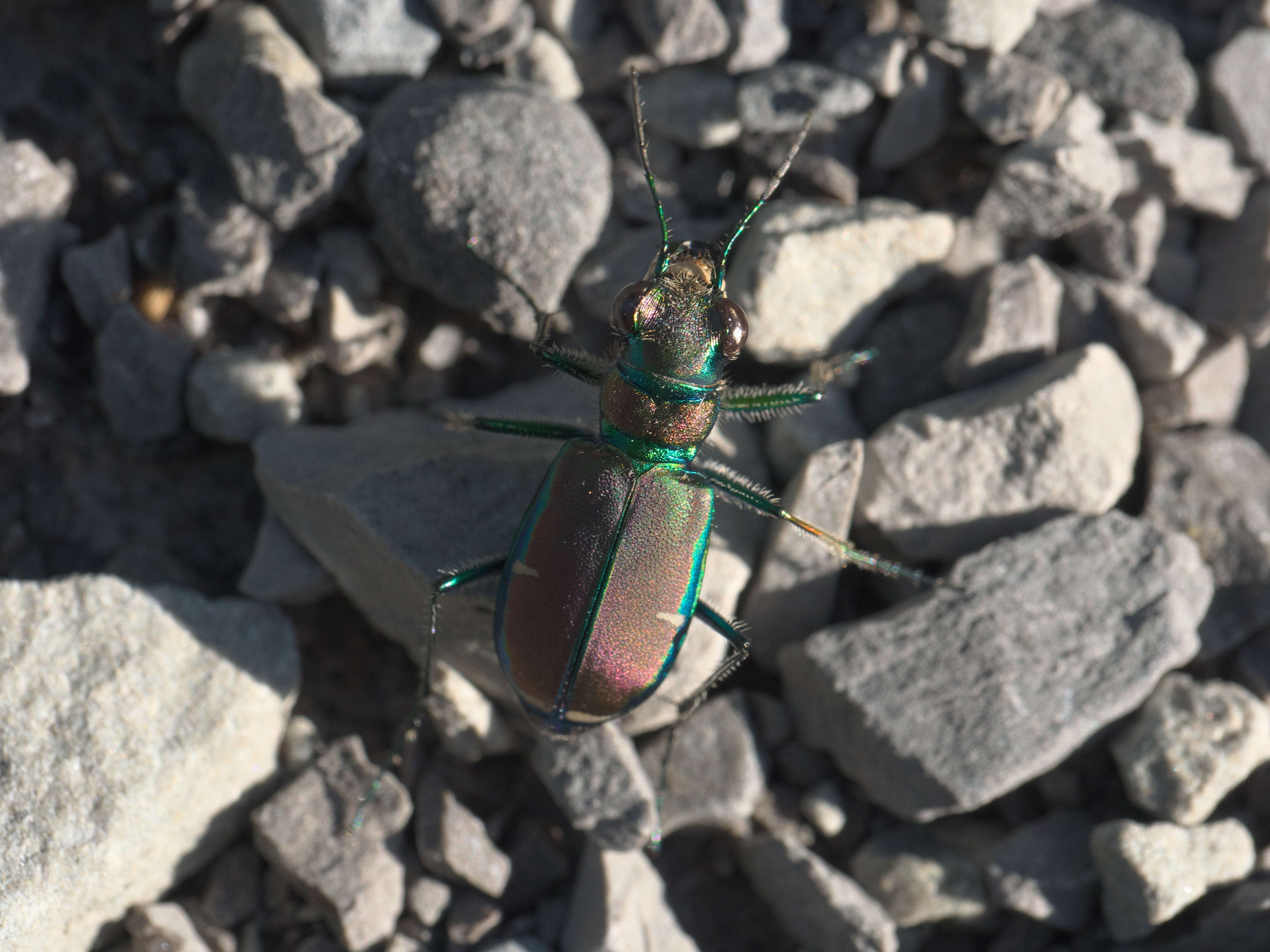 Plancia ëd Cicindela (Cicindela) limbalis Klug 1834