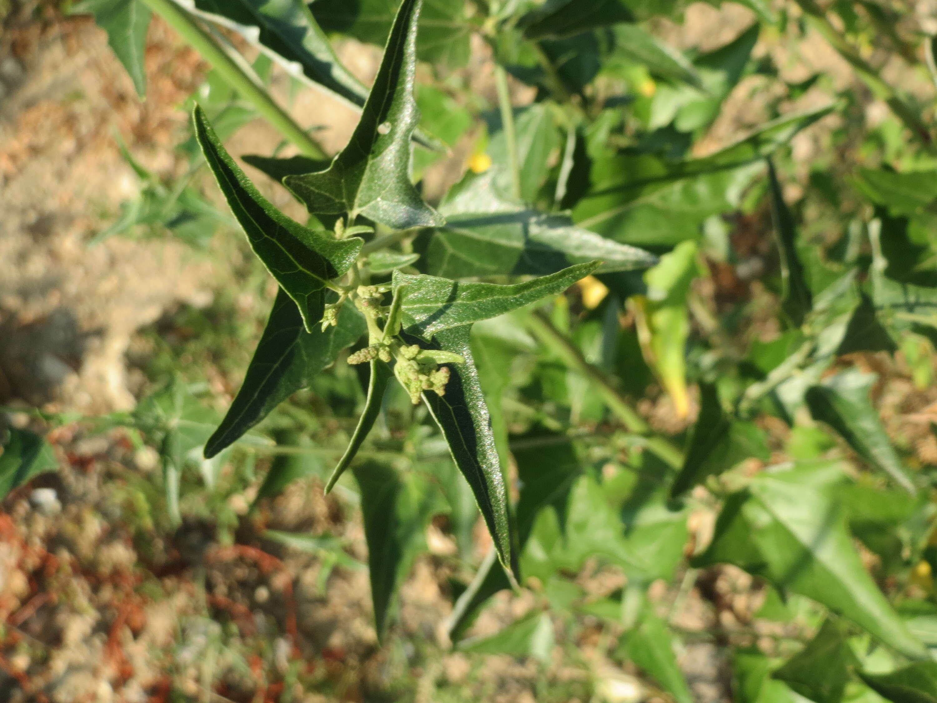 Image de Atriplex sagittata Bkh.