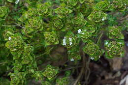 Image of Camphor Thyme