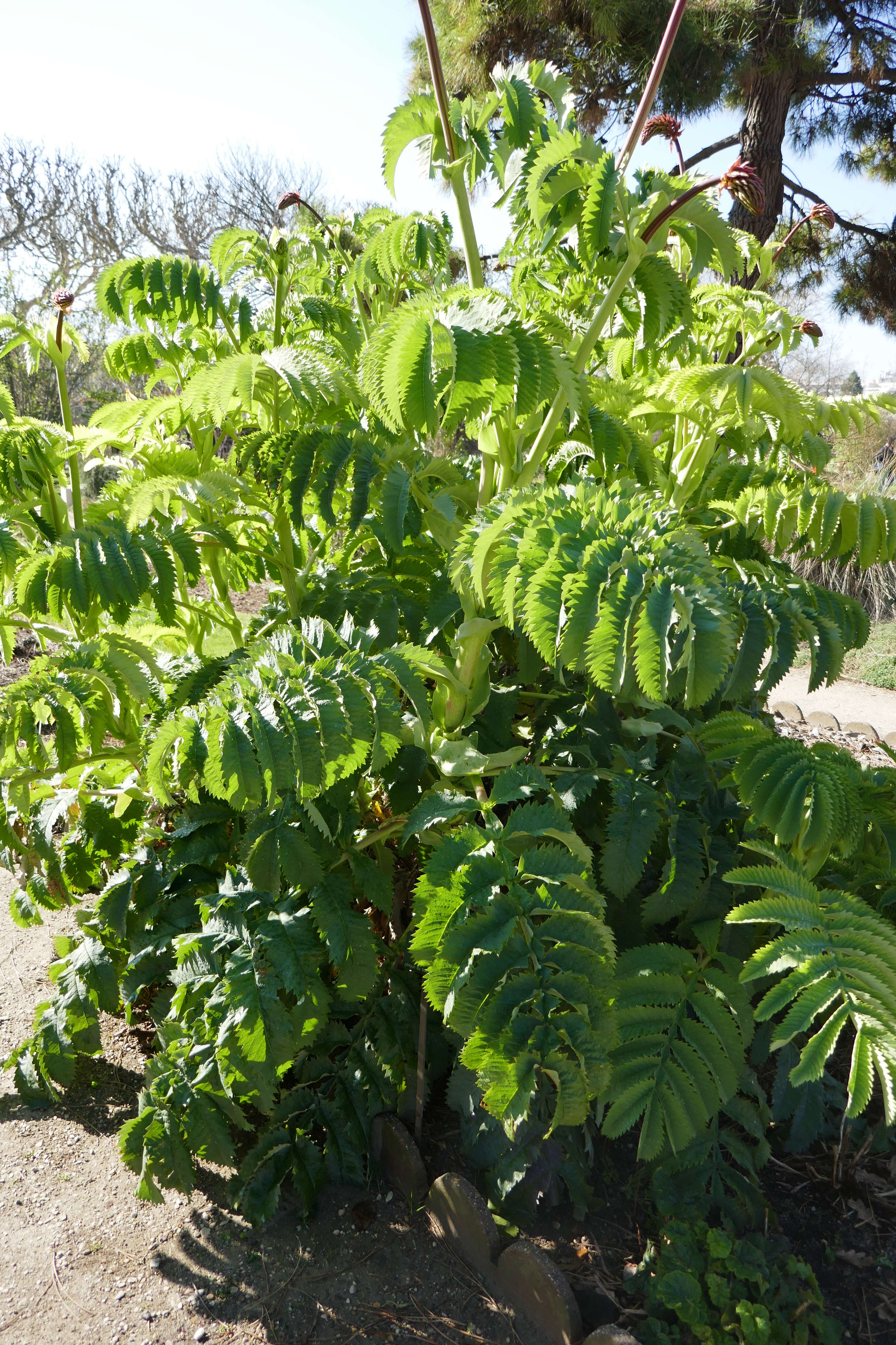 Image de Melianthus major L.