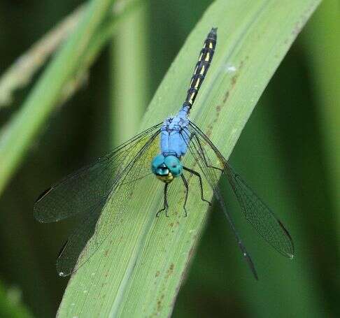 Image of Jaunty Dropwing