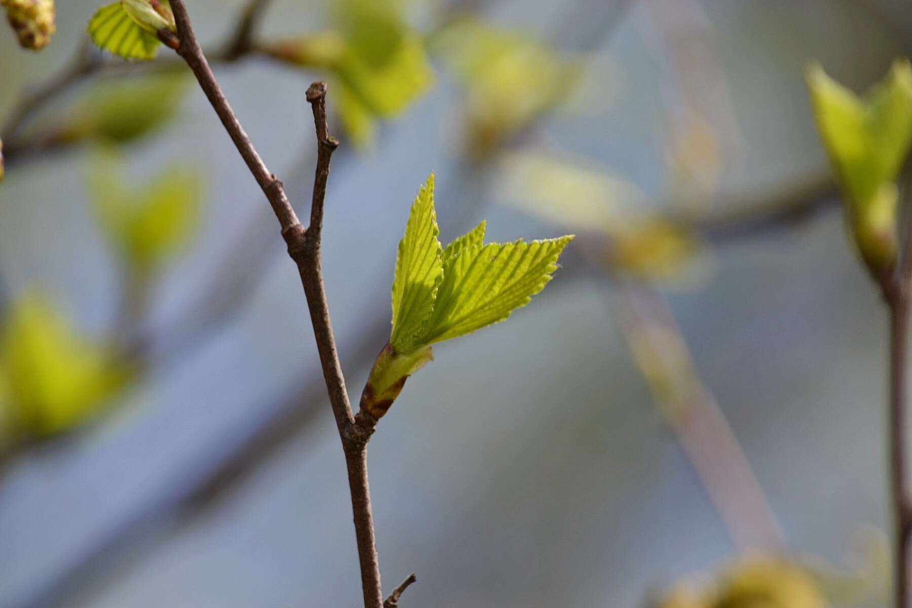 Image of Common Birch