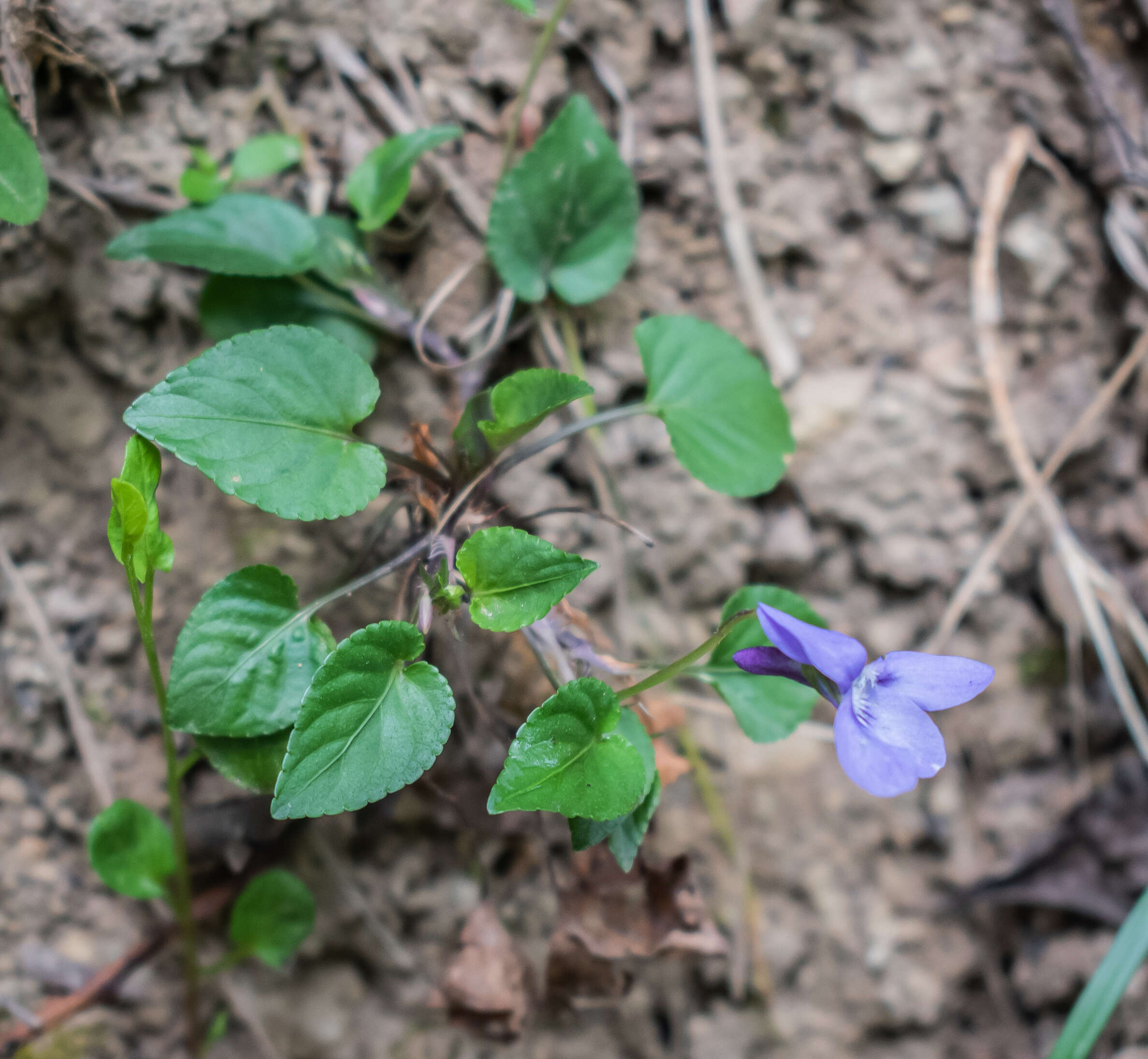 Image of common dog-violet