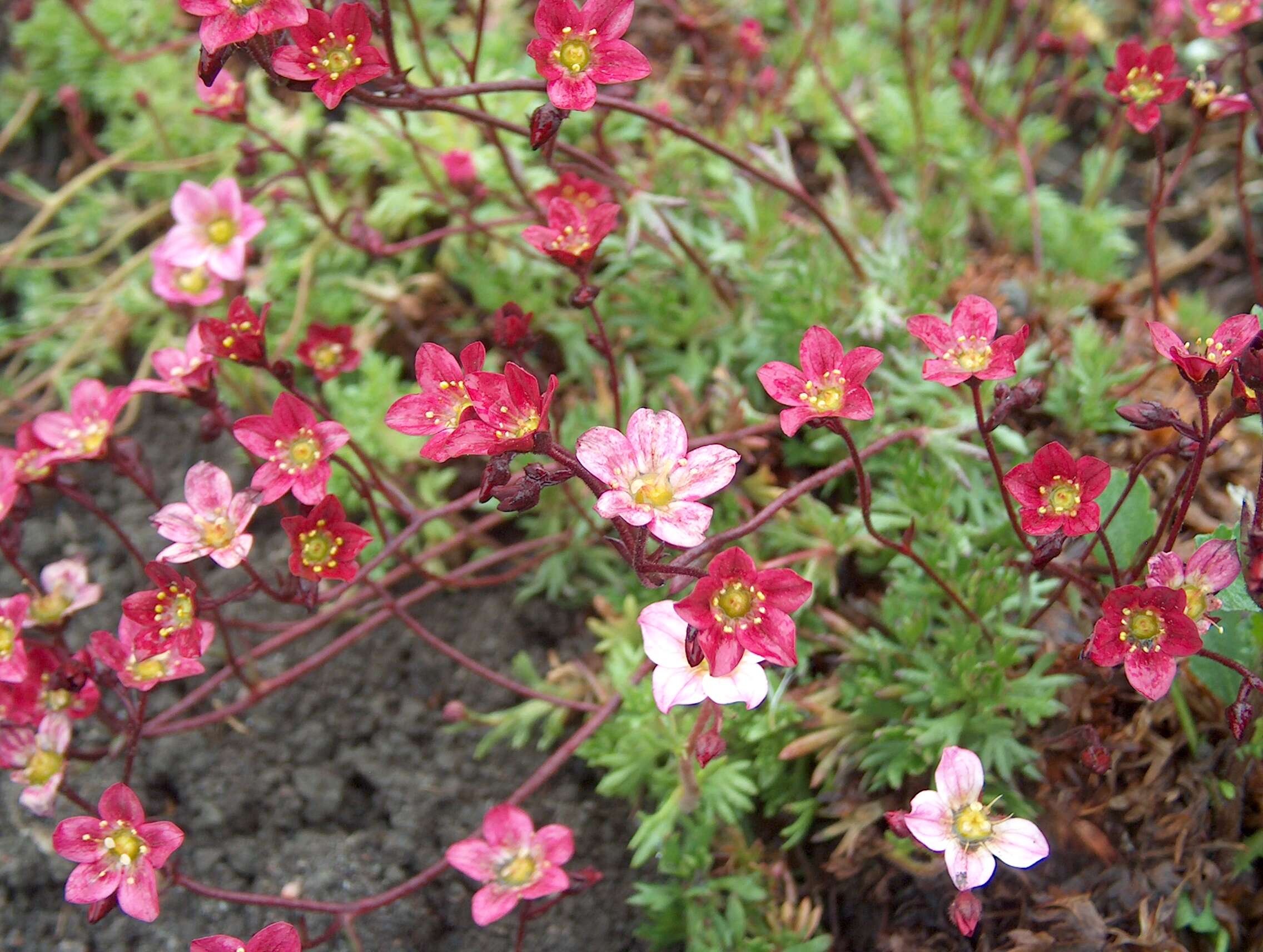 Imagem de Saxifraga rosacea Moench