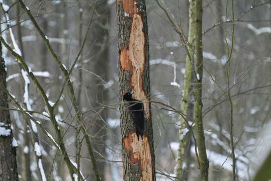 Image of Black Woodpecker