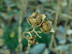 Image of Kirengeshoma palmata Yatabe