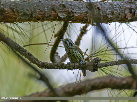 Image of Speckled Piculet