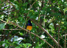 Cinnyris venustus (Shaw 1799) resmi