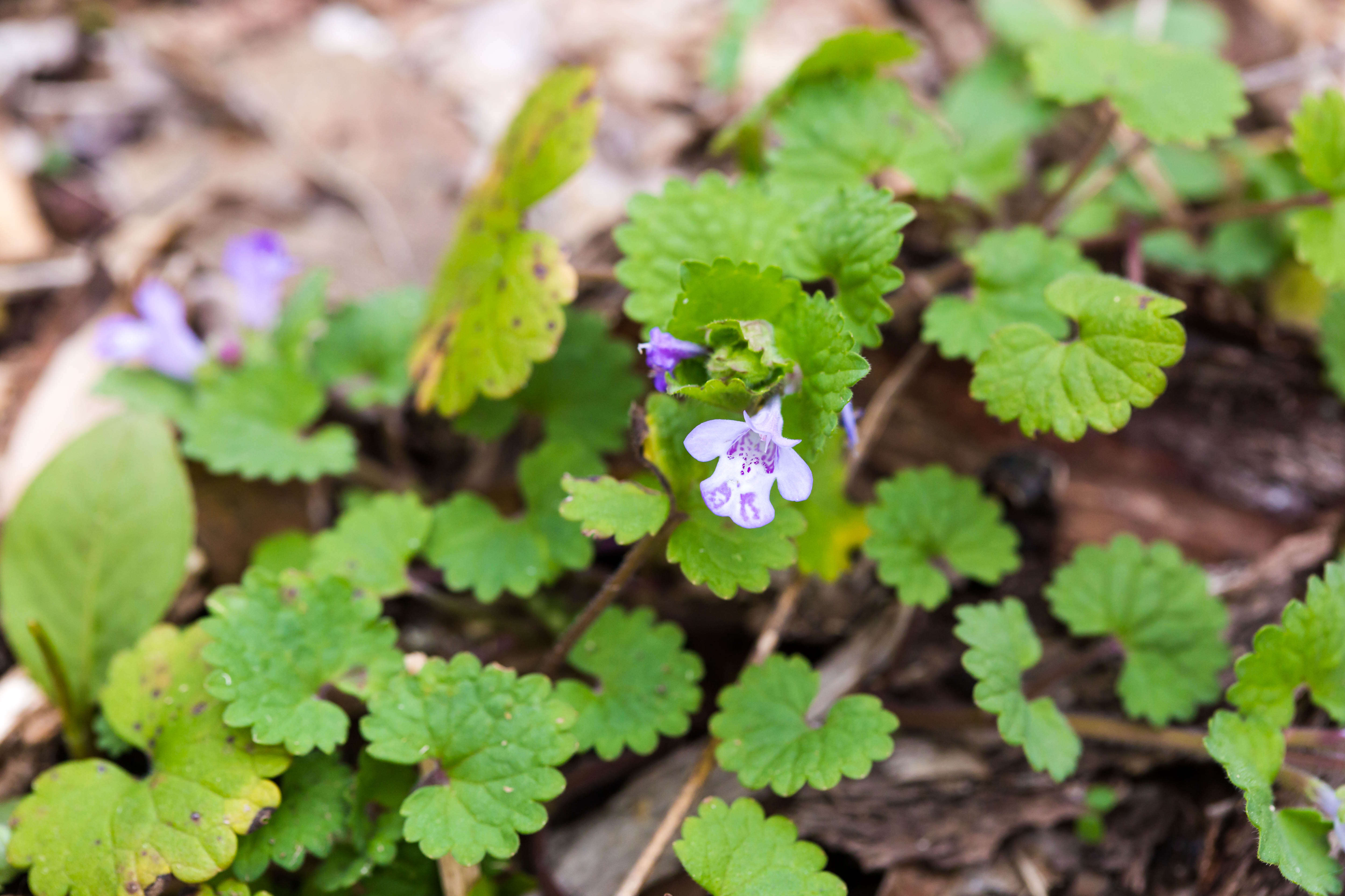 Image of Ground ivy