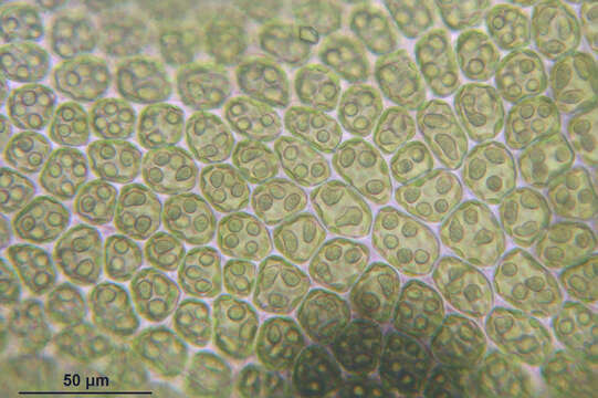 Image of Neoorthocaulis attenuatus (Mart.) L. Söderstr., De Roo & Hedd.