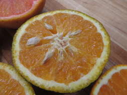 Image of Citrus × tangerina