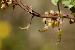 Image of bluntleaf yellowcress