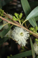 Image of Eucalyptus stricta Sieber ex Spreng.