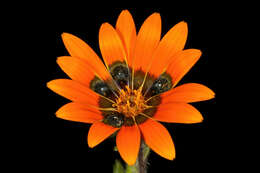 Image of beetle daisy