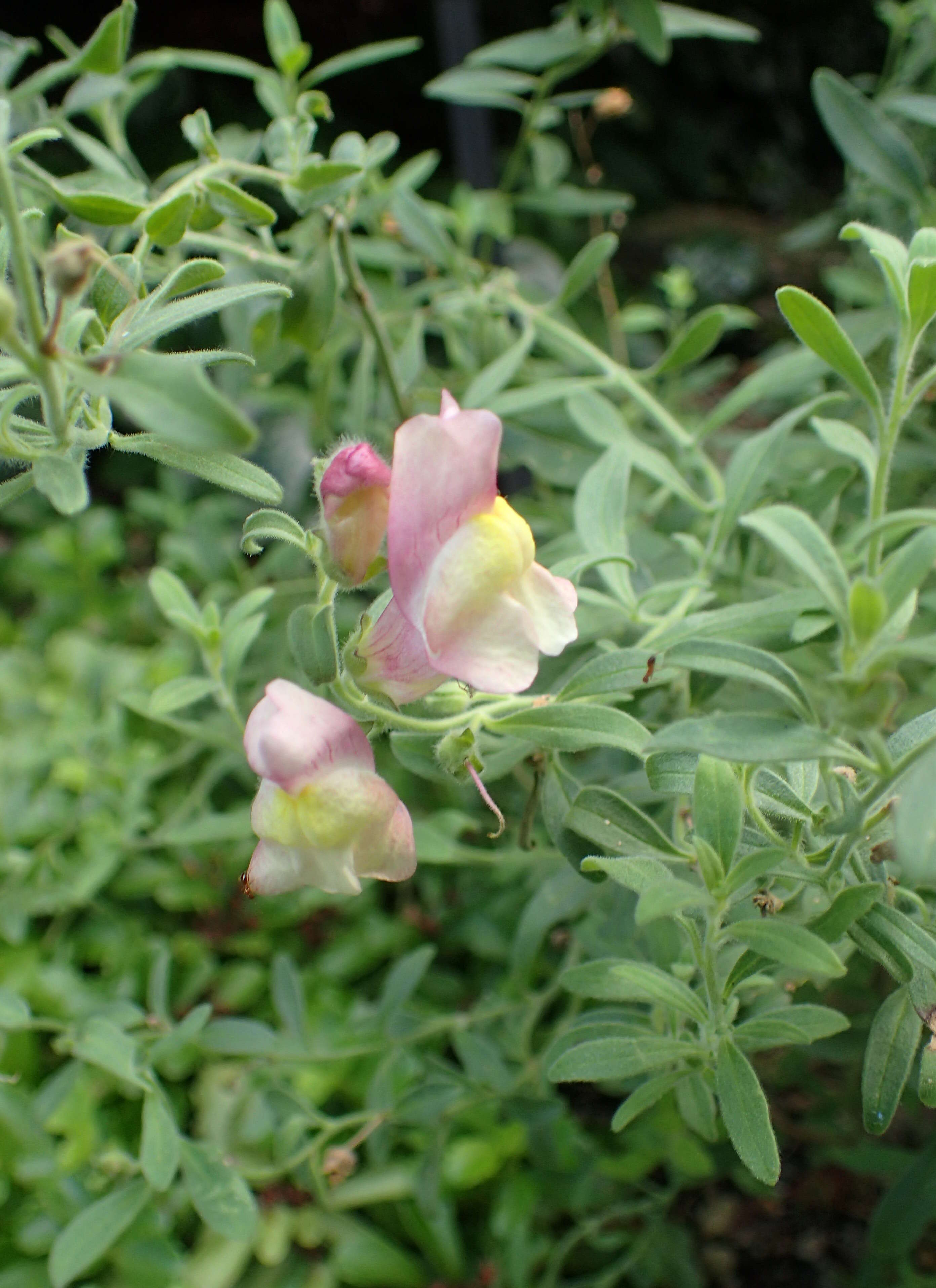 Image of Antirrhinum hispanicum Chav.