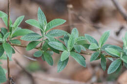 Image of butterfly-bush