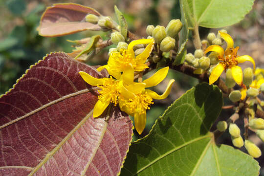 Image of Grewia tiliifolia Vahl