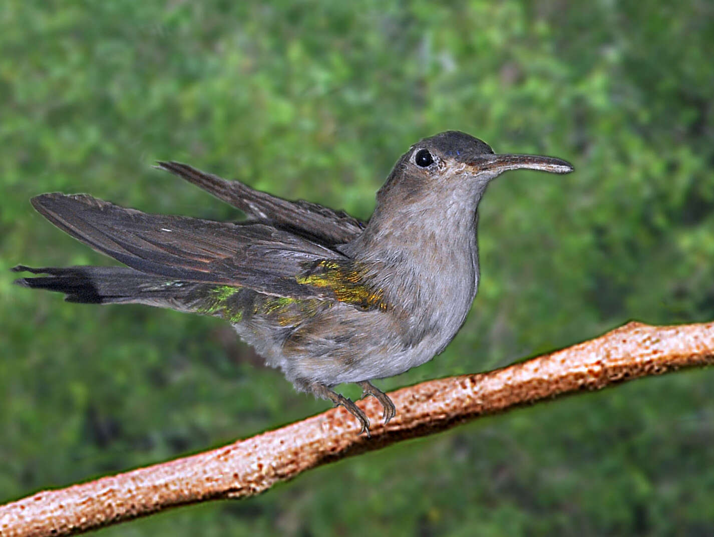 Image of Campylopterus curvipennis