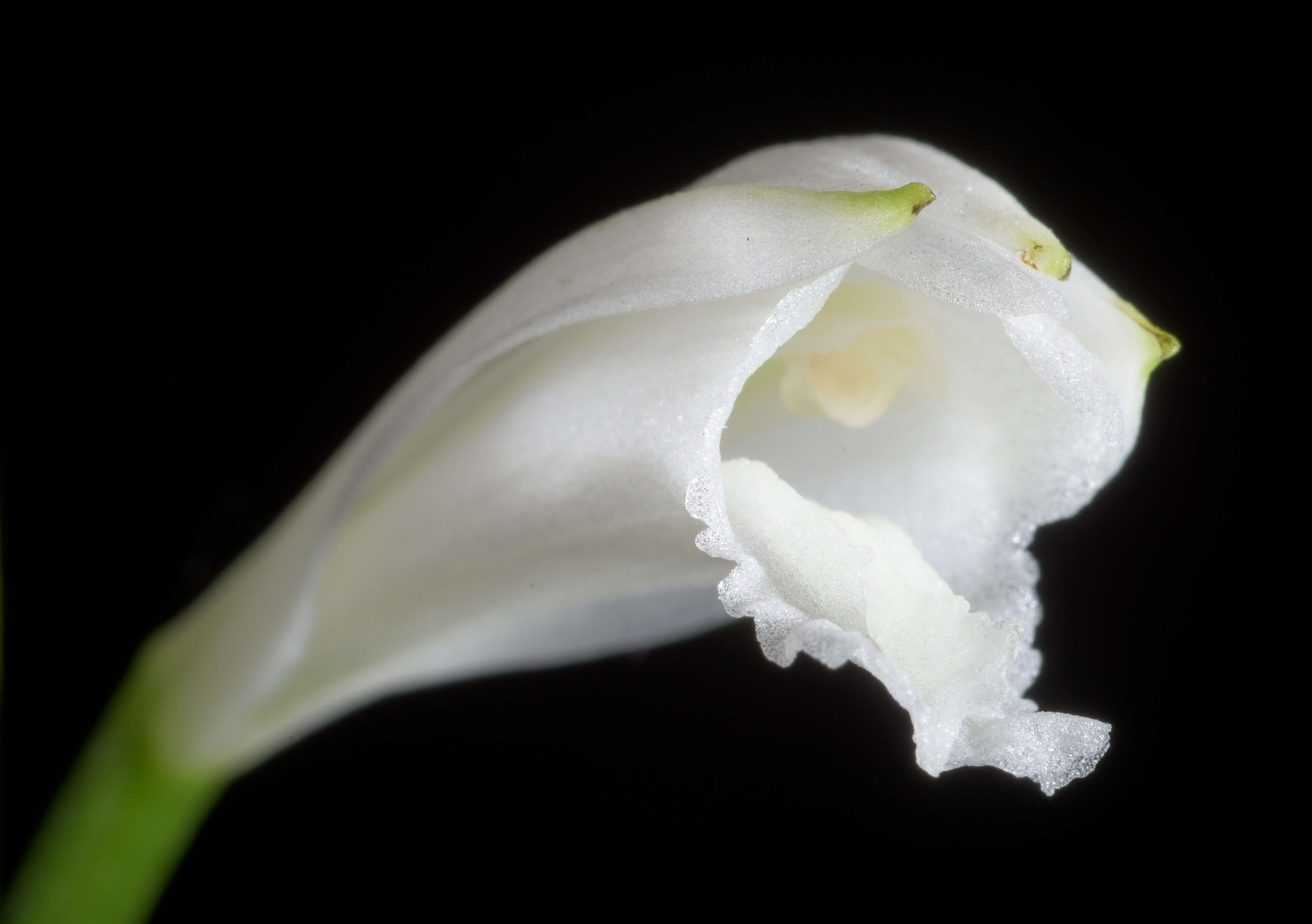 Image of Eleorchis