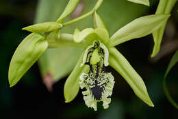 Image of Black orchid