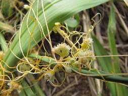 Image of Cuscuta campestris