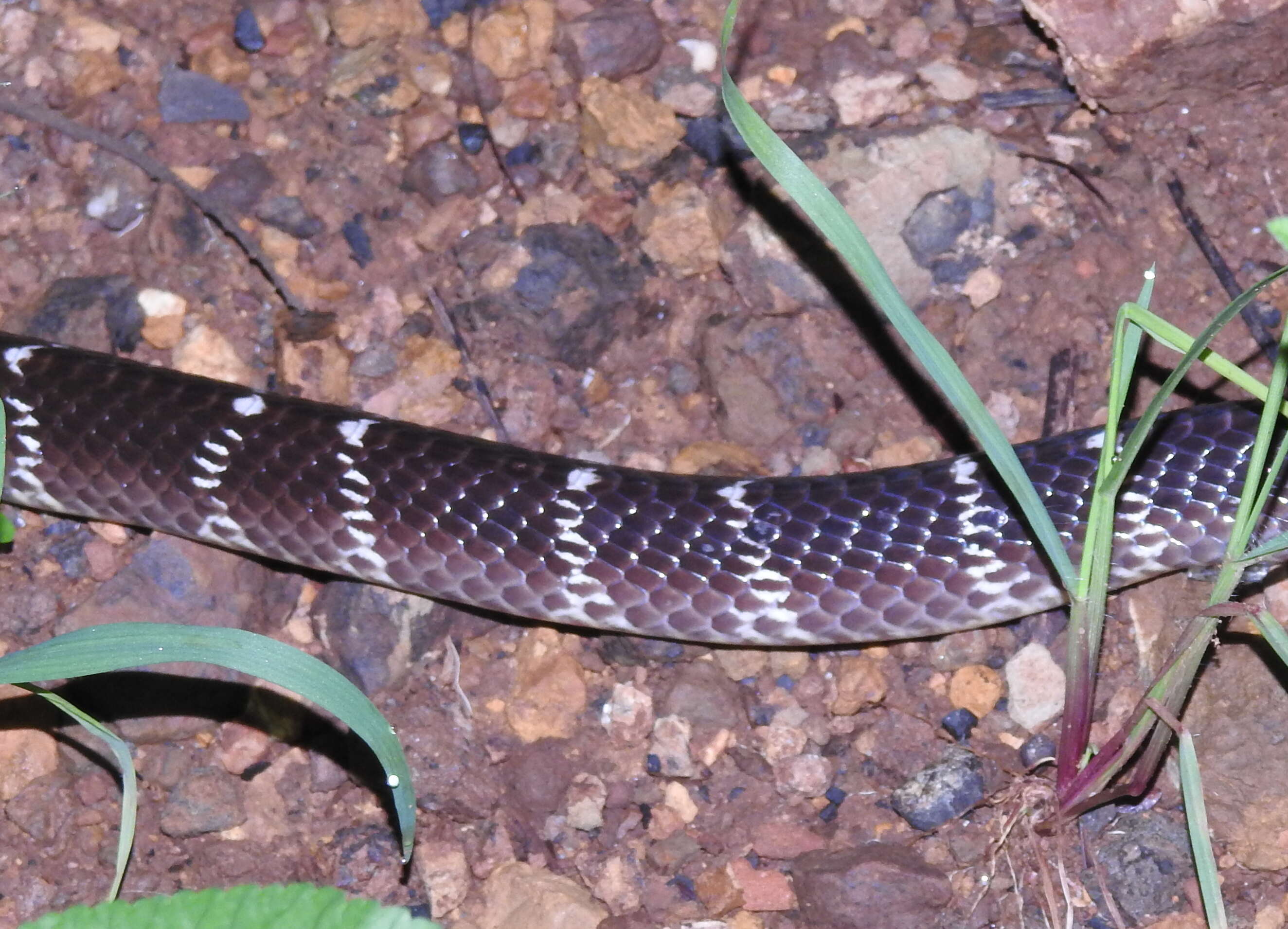 Image of Common Indian krait