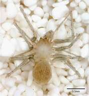 Image of leptonetid spiders